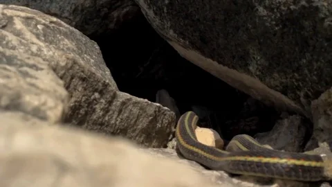 Snake Dens 044 - Snake goes into Rock Video stock 81529878