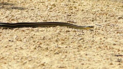 Snake Dens 047 - Snake Slithers Across Path Stock Footage 81529776