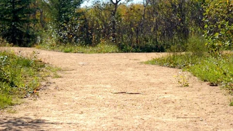 Snake Dens 049 - Snake Going Across Path Video stock 81529946
