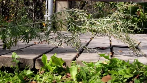 Snake Dens 051 - Slider Snake on Platform Video stock 81529778
