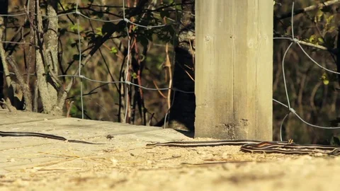 Snake Dens 058 - Snake on Platform Stock Footage 81529761