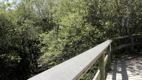 Snake Dens 066 - Viewing Platform at Dens Video stock 81529832