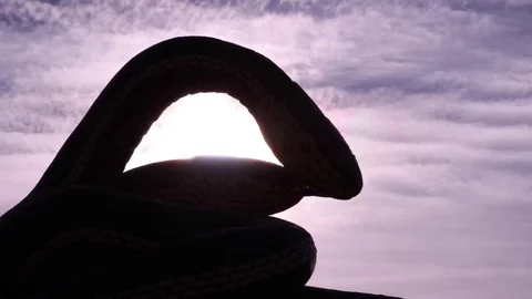 Snake Dens 071 - Timelapse Snake Statue Stock Footage 81529949
