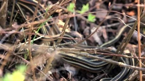 Snake Dens 084 - Snakes Mating Slow motion Video stock 81529815