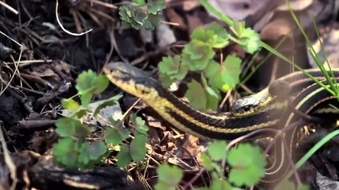 Snake Dens 085 - Snakes Mating with Female Slow motion Stock Footage 81529864