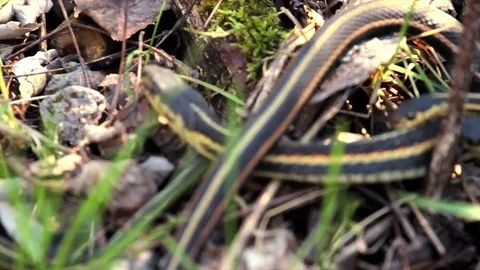 Snake Dens 086 - Snakes Mating with Female Slow motion Stock Footage 81529866