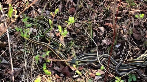 Snake Dens 087 - Snakes Mating Slow motion Stock Footage 81529848