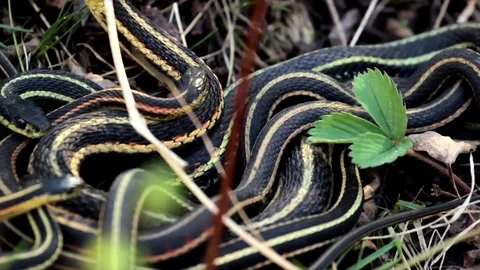 Snake Dens 088 - Snakes Mating Wrapped around Female Slow motion Stock Footage 81529843