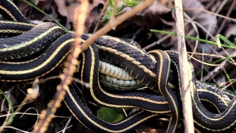 Snake Dens 089 - Snakes Mating Wrapped around Female Slow motion Stock Footage 81529849