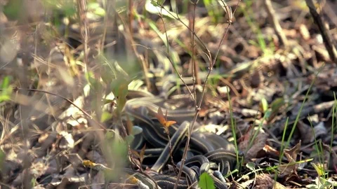 Snake Dens 090 - Snakes Mating Wrapped around Female Slow motion Stock Footage 81529875