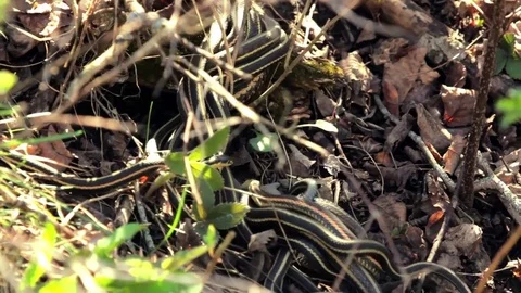Snake Dens 092 - Snakes Mating Wrapped around Female Stock Footage 81529840