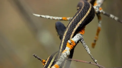Snake Dens 093 - Snake in Tree Stock Footage 81529837