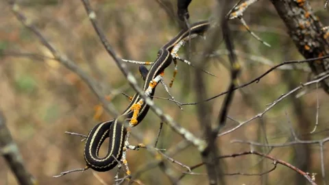 Snake Dens 094 - Snake in Tree Stock Footage 81529912