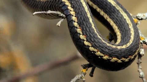 Snake Dens 095 - Snake in Tree Stock Footage 81529790