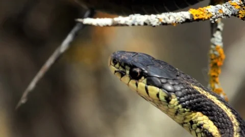 Snake Dens 096 - Snake in Tree CU Stock Footage 81529854