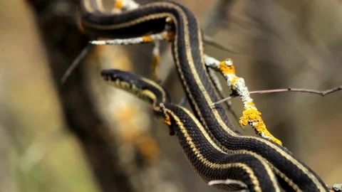 Snake Dens 097 - Snake in Tree Video stock 81529883