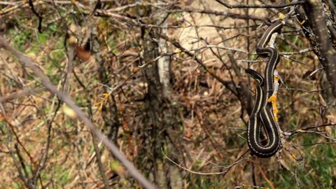 Snake Dens 098 - Snake in Tree Video stock 81529948