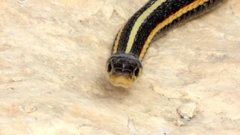 Snake Dens 099 - Snake gets Threatened and Looks Towards Camera Video stock 81529831