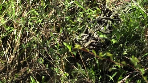 Snake Dens 101 - Ball of Snakes Fall off Edge Video stock 81529964