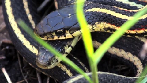 Snake Dens 103 - Two Snakes CU Head Stock Footage 81529983