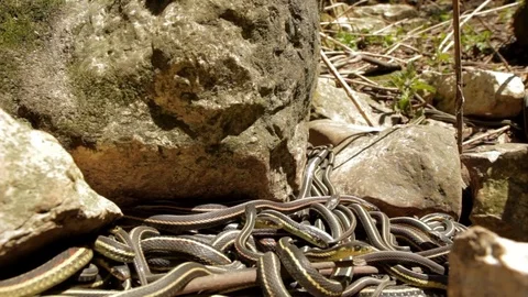 Snake Dens 104 - Large Group of Snakes in Den Stock Footage 81529988