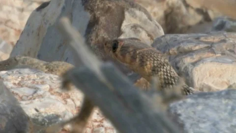 Snake in the desert Stock Footage 81469145