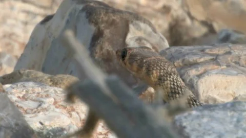 Snake in the desert Stock Footage 81469244