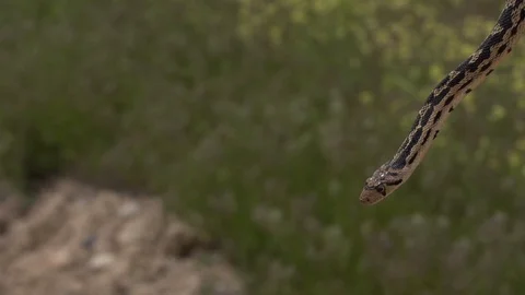 Snake In Desert Video stock 91911692