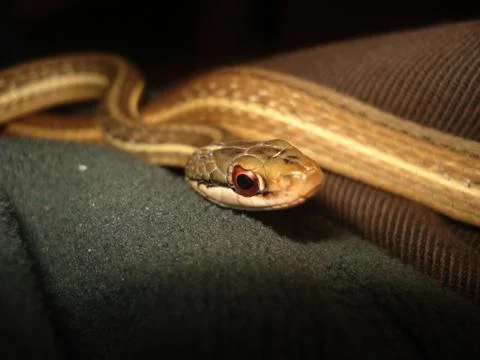 Snake detail Foto stock