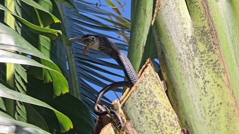 Snake devouring frog while coiled on palm tree trunk in lush tropical garden Stock Footage 312612807