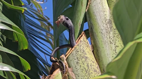 Snake devouring frog while wrapped around palm tree trunk in tropical foliage Stock Footage 312614877