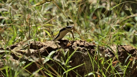 Snake devours a lizard - Video stock 103167509
