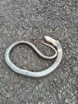 A snake died on the road Фото