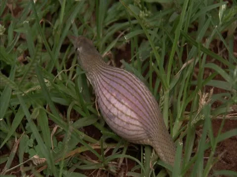 The snake digest the egg . Stock Footage 12779088