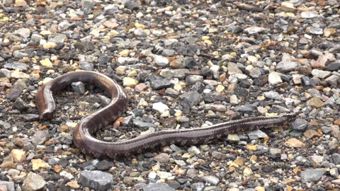 Snake on the dirt 스톡 동영상 291618655