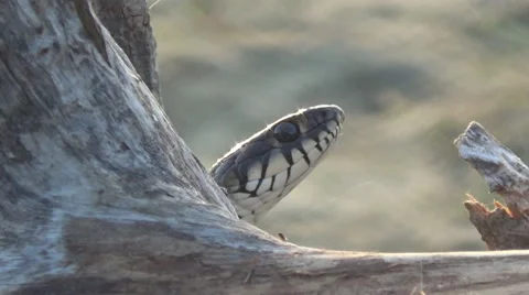 Snake on driftwood, river 스톡 동영상 50376531