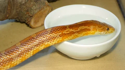Snake drinks water from a cup Stock Footage 140224737