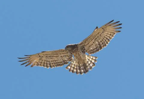 Snake eagle in flight blue sky natural background Stock Photos