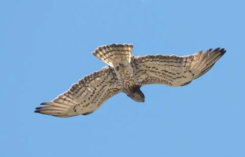 Snake eagle in flight blue sky natural background Stock Photos