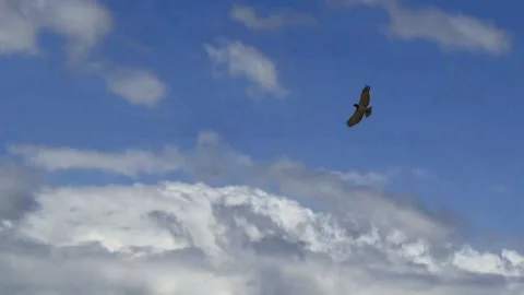 SNAKE EAGLE FLYING IN THE BLUE SKY Stock Footage 314973193