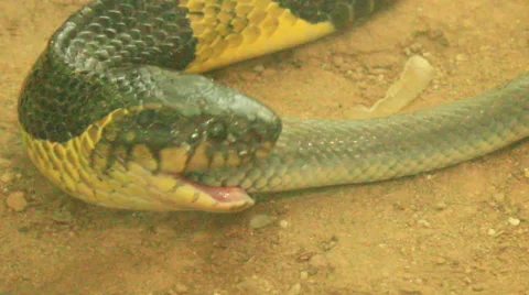 Snake eat snake Vídeo Stock 49731229