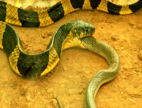 Snake eat snake Vídeo Stock 49731385