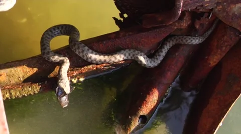 Snake eating fish Stock Footage 50691821