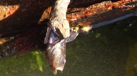 Snake eating fish Stock Footage 50691822