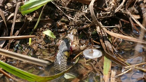 Snake eating frog alive Video stock 76494166