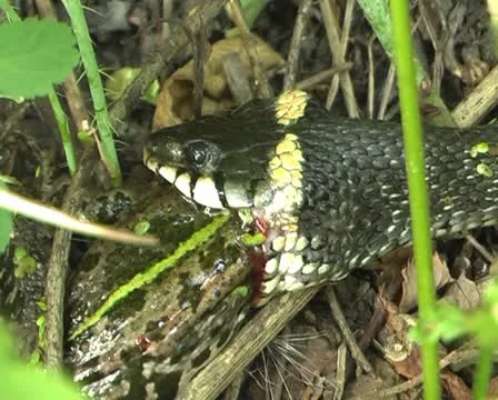 Snake eating a frog Stock Footage 10809727