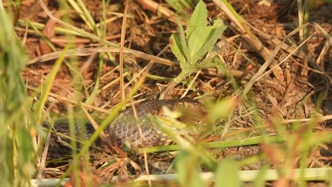 Snake eating frog . grass . Stock Footage 255578388