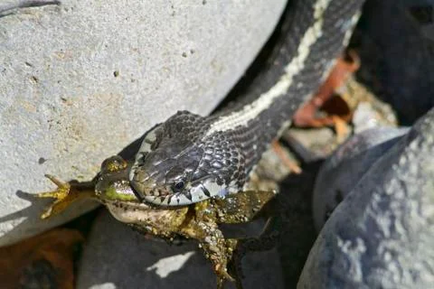 Snake eating frog Stock Photos