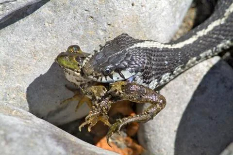 Snake eating frog Stock Photos