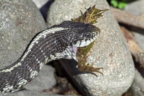 Snake eating frog Stock Photos